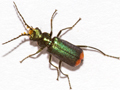 Malachius bipustulatus